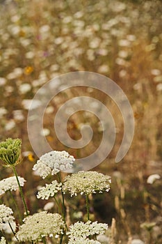 Queen Anneâ€™s Lace also known as Daucus Carota