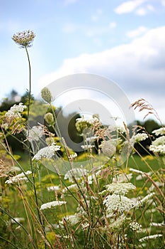 Queen Anneâ€™s lace flowers with wildflowers in field