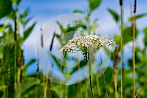 Queen Anneâ€™s Lace â€“ Daucus carota - 2