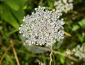 Queen Anneâ€™s Lace â€“ Daucus carota