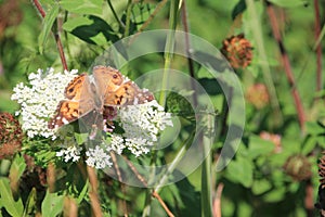 Queen Anns Lace and butterfly photo
