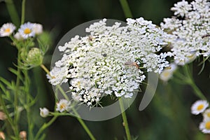 Queen Anns lace and wildflowers photo