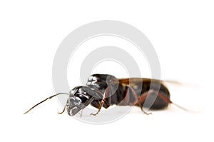 Queen ant isolated in white