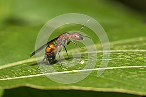 Queen of Ant on leaf