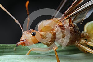 Queen Ant in Southeast Asia.