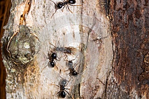 Queen ant surrounded by four ants