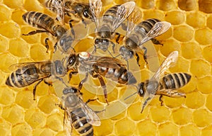 The queen apis mellifera marked with dot and bee workers around her