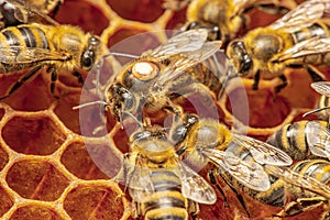 The queen apis mellifera marked with dot and bee workers around her - bee colony