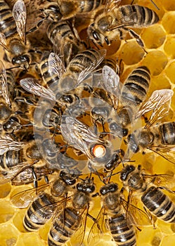 Queen apis mellifera marked with dot and bee workers around her - bee colony life