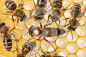 Queen apis mellifera marked with dot and bee workers around her - bee colony life