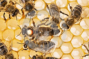 Queen apis mellifera marked with dot and bee workers around her - bee colony life