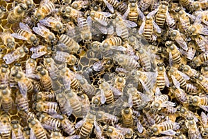 Queen bee photo