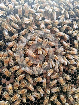 Queen bee of Apis Melifera