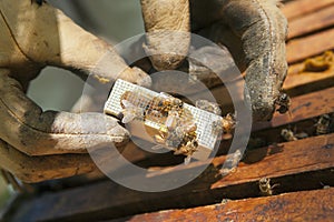 Queen Bee with Attendants