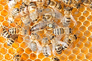 Queen bee in bee hive laying eggs