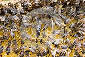 Queen bee in bee hive laying eggs