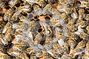 Queen bee in bee hive laying eggs