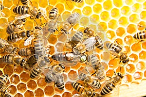 Queen bee in bee hive laying eggs