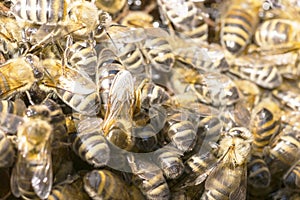 Queen bee in a bee hive surrounded