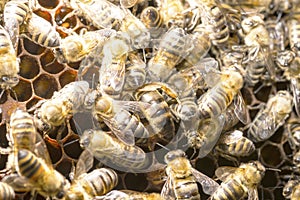 Queen bee in a bee hive surrounded