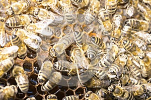 Queen bee in a bee hive surrounded by bees 2019