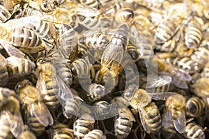 Queen bee in a bee hive surrounded