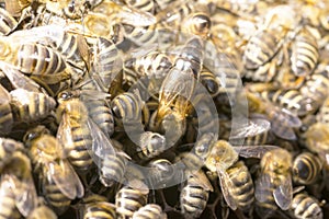 Queen bee in a bee hive surrounded photo