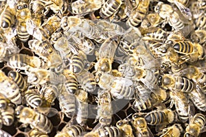 Queen bee in a bee hive surrounded