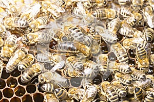 Queen bee in a bee hive surrounded by bees