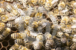 Queen bee in a bee hive surrounded photo