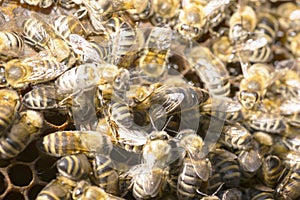 Queen bee in a bee hive surrounded