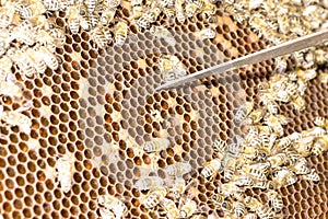 Queen bee in a bee hive surrounded