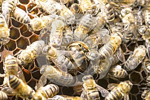 Queen bee in a bee hive surrounded photo