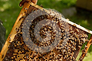 Queen bee in a beehive laying eggs supported by worker bees
