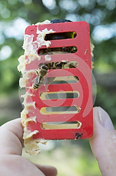 Queen bee - Beekeeper introducing a new queen bee to the hive