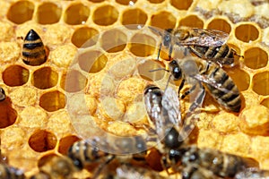 The Queen bee with the bees on the combs