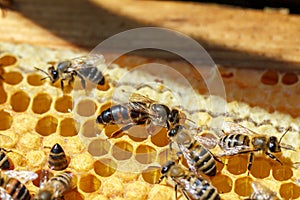 The Queen bee with the bees on the combs