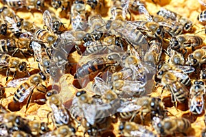 The Queen bee with the bees on the combs