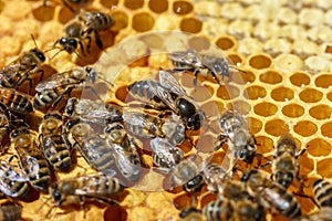 The Queen bee with the bees on the combs