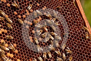 Queen bee in centre. Honeybees in nest around queen bee