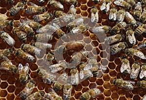 Queen bee on comb with worker bees