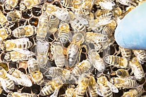 Queen bee in a bee hive surrounded by bees 2019 photo