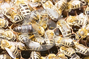 Queen bee in a bee hive surrounded photo