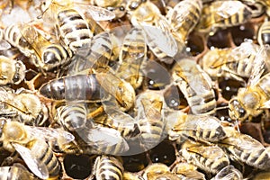 Queen bee in a bee hive surrounded