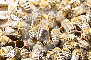 Queen bee in a bee hive surrounded