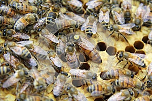 Queen bee on a honeycomb inside the beehive with bees at work.
