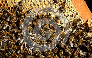 Queen bee on honeycomb trying to lay eggs of a worker bee. The queen`s mother is the largest and can be found even if she is