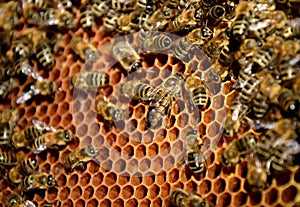 Queen bee on honeycomb trying to lay eggs of a worker bee. The queen`s mother is the largest and can be found even if she is not