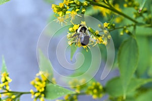 Queen Bee perched on a yellow flower