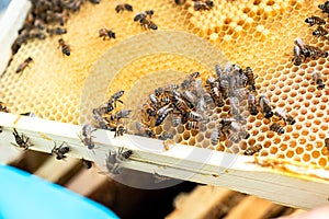 Queen bee surrounded by nurse bees on wax frame, attending to her and fostering the colony.